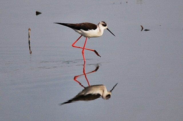 Cavalieri d''Italia a Bentivoglio